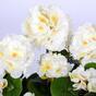 Bouquet artificiel Géranium blanc 40 cm