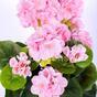 Bouquet artificiel Géranium rose 40 cm
