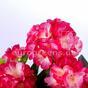 Bouquet artificiel Géranium rose clair 40 cm