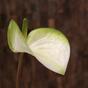 Branche artificielle Anthurium blanc-vert 55 cm