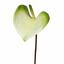 Branche artificielle Anthurium vert-blanc 50 cm