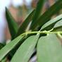 Branche artificielle Bambou 60 cm