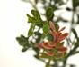 Branche artificielle Buxus 45 cm