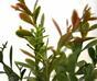 Branche artificielle Buxus 45 cm