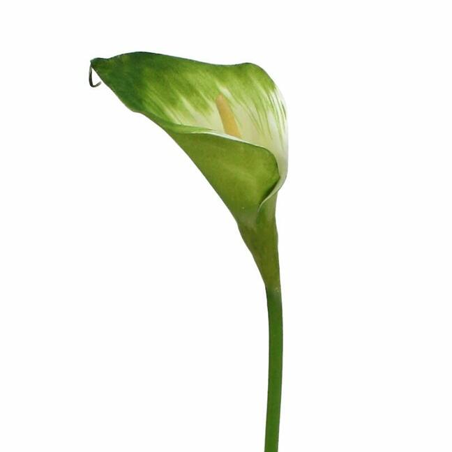 Branche artificielle Camélia vert-blanc 55 cm