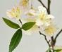 Branche artificielle Cerisier crème 120 cm