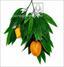 Branche artificielle de mangue aux fruits