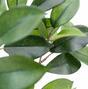 Branche artificielle Fikus 55 cm
