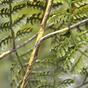 Branche artificielle Fougère femelle 90 cm