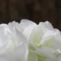 Branche artificielle Hortensia blanc 50 cm