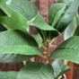 Branche artificielle Laurier droite 60 cm