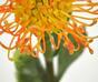 Branche artificielle Leucadendron orange 60 cm