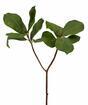 Branche artificielle Magnolia 65 cm