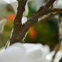 Branche artificielle Magnolia crème 100 cm