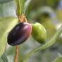 Branche artificielle Olivier aux olives 85 cm