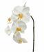 Branche artificielle orchidée blanche 55 cm