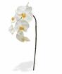 Branche artificielle orchidée blanche 55 cm