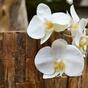 Branche artificielle orchidée blanche 55 cm