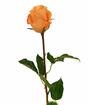Branche artificielle Rose orange 52 cm
