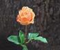 Branche artificielle Rose orange 52 cm