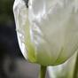 Branche artificielle Tulipe crème 70 cm