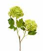 Branche artificielle Viburnum ordinaire 55 cm
