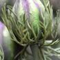 Branche artificielle Violet noir-vert 55 cm