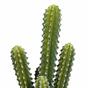 Cactus artificiel 52 cm