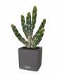 Cactus artificiel Tetragonus 35 cm