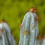 Cactus artificiel Tetragonus Marron 35 cm