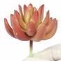 Echeveria succulente artificielle 10 cm