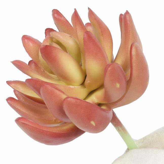 Echeveria succulente artificielle 10 cm