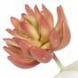 Echeveria succulente artificielle 10 cm