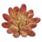 Echeveria succulente artificielle 10 cm