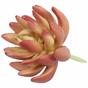 Echeveria succulente artificielle 10 cm