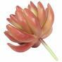 Echeveria succulente artificielle 10 cm
