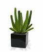 Euphorbia cactus artificiel 20 cm