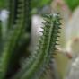 Euphorbia cactus artificiel 20 cm