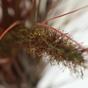 Fagot d'herbe artificiel à rainures Perovec bordeaux 75 cm