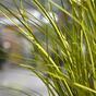 Faisceau d'herbe artificiel vert clair à rainures 60 cm