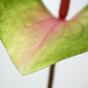 Feuille artificielle Anthurium rose-vert 50 cm