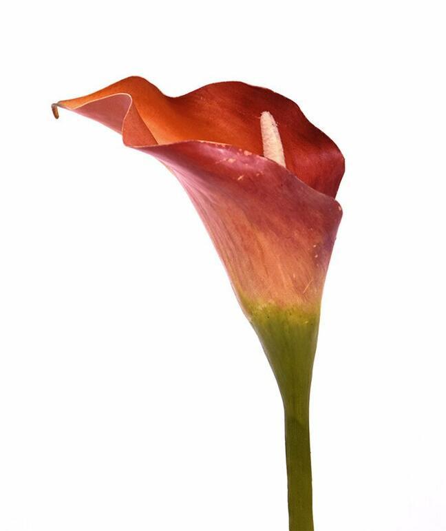 Fleur artificielle Calla orange 55 cm