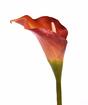 Fleur artificielle Calla orange 55 cm