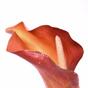 Fleur artificielle Calla orange 55 cm