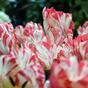 Fleur artificielle Tulipe rouge-blanc 70 cm