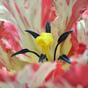 Fleur artificielle Tulipe rouge-blanc 70 cm
