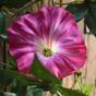 Guirlande artificielle Pétunia rose 180 cm