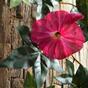Guirlande artificielle Pétunia rose 180 cm