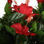 Hibiscus rouge artificiel 135 cm