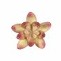 Lotus succulent artificiel Crassula Capitella 10 cm